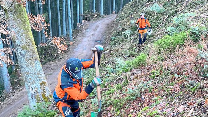 Bäume für die Zukunft: Oberwolfacher pflanzen neue Baumarten