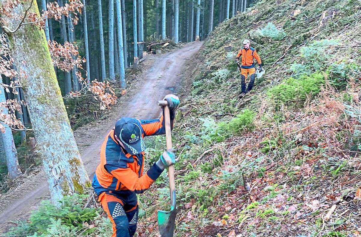 Die Gemeinde Oberwolfach hat im Bereich Rankach rund 800 Jungbäume gepflanzt.