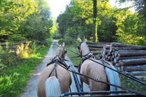 Ben und Daisy traben entspannt durch den Rheinwald. Während sich die  Ponys aufwärmen, können Kutscher und Beifahrer die Landschaft genießen.   Foto: Goltz