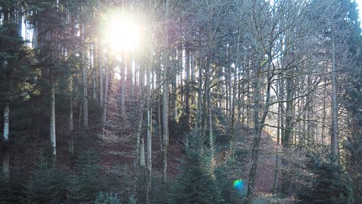 Das Rockenjhr 2018 macht den Wäldern zu schaffen – auch dem Hausacher Stadtwald.  Foto: Reinhard Foto: Schwarzwälder Bote