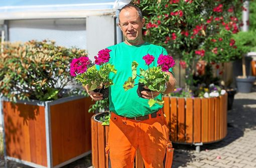 Stadtgärtner Roland Sum züchtet im Gewächshaus die mehr als 7 000 Blumen an. Foto: Fischer