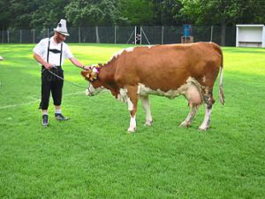 Die Kuh Alma wird am Sportfest-Montag auf den Sportplatz geführt. Archivfoto: Verein Foto: Lahrer Zeitung