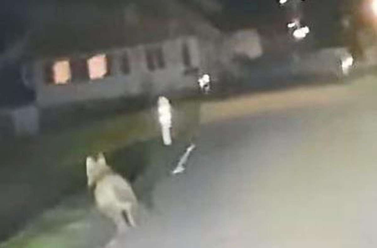 Ein Video, aufgenommen aus einem Auto heraus, zeigt höchstwahrscheinlich einen Wolf, der bei Kirnbach über eine Straße läuft und auf einer Wiese verschwindet.