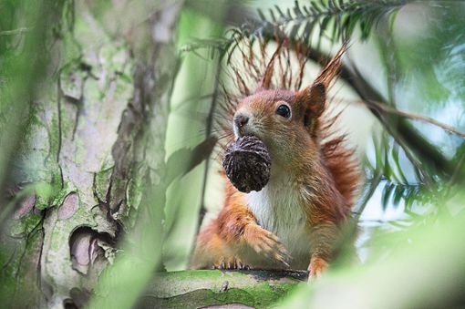 Eichhörnchen sind clevere Tiere. Sie bemerken, dass eine Nuss taub ist, ist Förster Frank Werstein überzeugt.  Foto: Mirgeler
