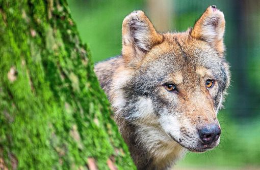 Bisher gibt es drei bestätigte Wölfe im Schwarzwald. Experten rechnen mit weiteren in den kommenden Jahren. Quelle: Unbekannt