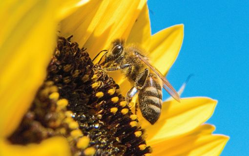 Artenschutz ist den Winzern eine Herzensangelegenheit – die Forderungen der Inititative Pro Biene jedoch nicht.   Foto: Stratenschulte