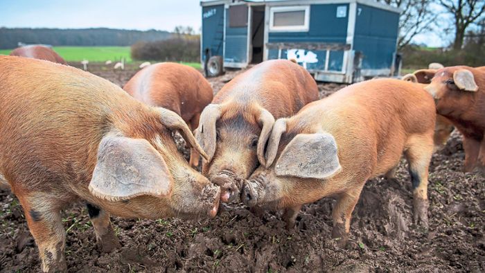 Schweinepest am Kaiserstuhl: Überwachungszone reicht bis in südliche Ortenau