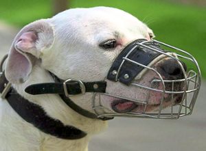 Die Haltung von Listenhunden wie etwa Pitbull-Terriern wird in Rust künftig teurer. Foto: Archiv