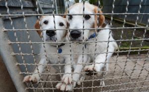 Damit Hunde und andere Tiere besser versorgt werden können, wird der Fundtiervertrag zwischen dem Lahrer Tierheim und den Gemeinden neu ausgehandelt.  Foto: Archiv: Schabel