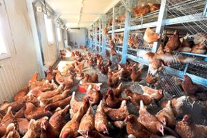 Kein Auslauf mehr: Hühner müssen als Schutz vor dem Geflügelpestvirus vorerst im Stall bleiben, um den Kontakt zu eventuell infizierten Wildvögeln zu verhindern. (Symbolfoto) Foto: Gercke