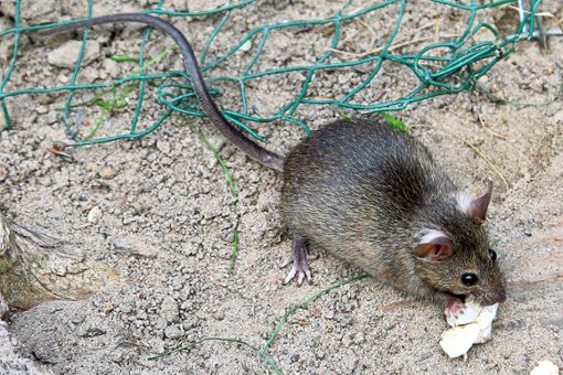 Keine gern gesehenen Gäste: Die Gemeinde Neuried geht nun verstärkt an die Rattenbekämpfung. (Symbolfoto) Foto: Burgi