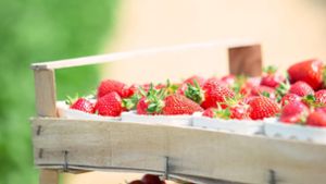 Steigende Kosten und Auslandskonkurrenz: So lief die Erdbeersaison in der Ortenau