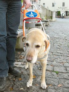 Für Blinden-, Gehörlosen-, Nachsuche- und auch für ausgebildete Rehabilitationshunde gibt es weiterhin Ausnahmen bei der Hundesteuer.  Foto: Netzer
