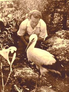 Ein Foto von 1958 zeigt einen Storch in der Pflege bei Max Bildstein in der Gaisbürde. Bildstein war Vorsitzender des Tierschutzvereins. Foto: Repro: Krafczyk