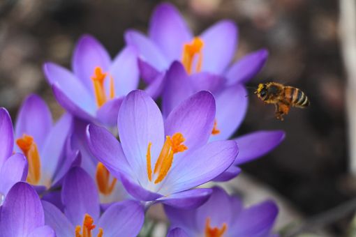 Daniel Armbrusters Foto von einer Honigbiene, die  Nektar und Pollen sammelt, gewann den Wolftal-Fotowettbewerb. Foto: Armbruster Foto: Schwarzwälder Bote
