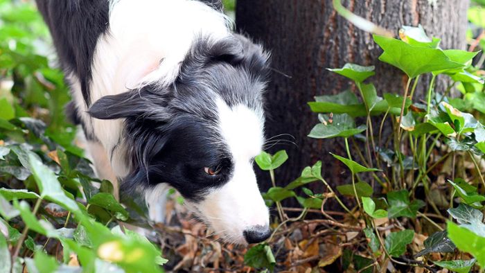 Hundeführerstaffel ermittelt: Giftköder in Rust und Gengenbach ausgelegt