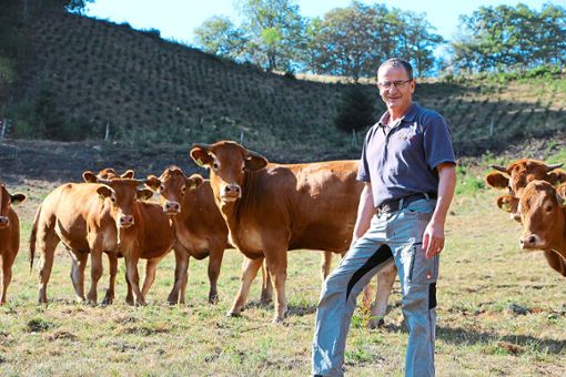 Auf den Weiden finden die Kühe kaum noch einen grünen Halm, erklärt BLHV-Kreisvorsitzender Ulrich Müller. Viele Landwirte seien jetzt darauf angewiesen, zusätzliches Futter zu kaufen.   Foto: Beule