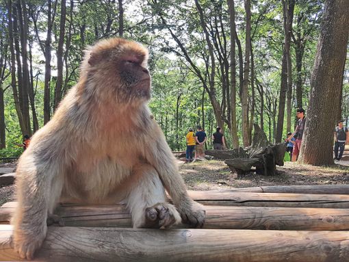 In der Affenhitze ist auch einem Primaten nicht nach rumtoben zu mute, trotzdem bleibt  die Begegnung mit den Tieren faszinierend. Foto: Silvant