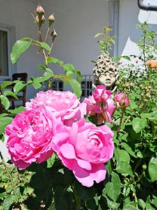Auch die Blumen im Pfarrgarten bereiten sich bereits auf das anstehende Rosenfest vor. In diesem Jahr wird es zum ersten Mal digital stattfinden. Foto: Doleschal
