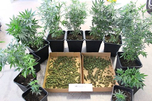 Mehr als 60 Cannabis-Pflanzen hat die Polizei beschlagnahmt.  Foto: Polizei Foto: Schwarzwälder Bote