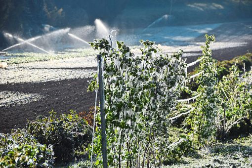 Auch auf diesem Feld in der Nähe von Kippenheim  beregnete im April 2017 ein Obstbauer seine Pflanzen an kalten Tagen. Das Wasser fror zu Eis an den Pflanzen und sorgte im Frühjahr für einen schützenden Eismantel um die Blüten.  Foto:  Archivfoto: Braun