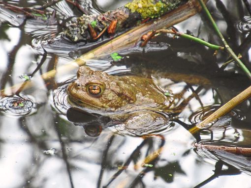 Zum Ablaichen kehren viele Amphibien an ihren Geburtsort zurück.  Foto: Störr