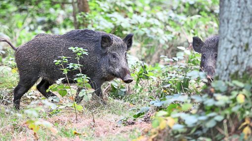 Grund für die Schäden sind Wildschweine, die auf der Suche nach Nahrung den Boden der Bahn umgraben.  Foto: Archiv