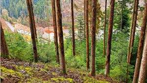 Zwischen Lauterbach und Schramberg: Kurzzeitige Vollsperrungen wegen Holzfällarbeiten