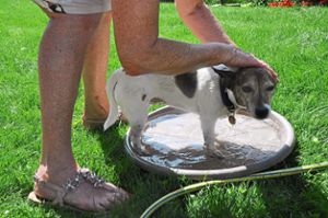 Hunde schwitzen nicht so wie Menschen. Daher ist es wichtig, ihnen auch mit Wasser etwas Abkühlung zu verschaffen.  Foto: Reinhard