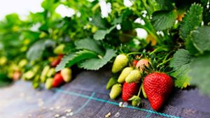 Die ersten Erdbeeren in Ortenauer Folientunnel werden derzeit rot: Spätestens ab dem Wochenende soll es so richtig mit der Ernte losgehen. Foto: von Ditfurth