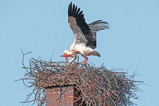 Die Störche sind zurück in Kenzingen. Allerdings ist es ein neues Storchenpaar, das derzeit das Nest auf dem Kenzinger Narrenmuseum nutzt. Foto: Hoffmann