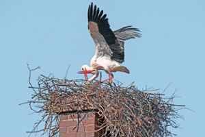 Die Störche sind zurück in Kenzingen. Allerdings ist es ein neues Storchenpaar, das derzeit das Nest auf dem Kenzinger Narrenmuseum nutzt. Foto: Hoffmann