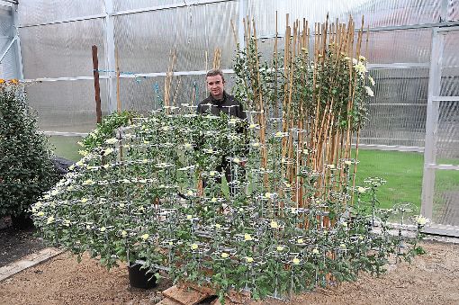 Der Auszubildende Benjamin Huber unterstützt Rainer Leppert beim Einflechten der an Bambusstäben gewachsenen Ozukuri-Blüten. Die besondere Chrysanthemen-Art gehört zur Pflanzengattung der Tausendblüter.      Foto: Hüve
