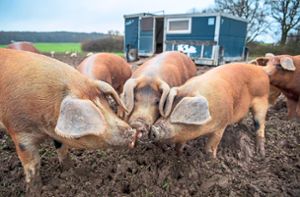 Auf einem landwirtschaftlichen Betrieb im Landkreis Emmendingen ist die Afrikanische Schweinepest ausgebrochen. Die Landesregierung habe bereits Maßnahmen vor Ort eingeleitet, informiert das Ministerium für Ländlichen Raum am Donnerstag. Foto:  Schuldt