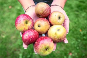 Gesund und vielfältig: Äpfel sind kalorienarm, liefern neben Vitaminen auch gesundheitsfördernde Ballaststoffe, erklärt die Ernährungsexpertin Luzia Bollack-Beuschlein. Foto: Assanimoghaddam