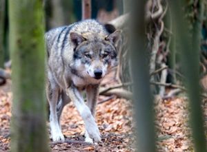 Die Wölfe kommen immer mehr in den Ortenaukreis. Foto: Gabbert/dpa