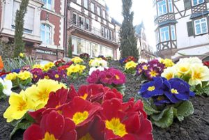 Mehr als 8000 Frühlingsboten laden zum Blütensonntag in die Lahrer Innenstadt ein. Foto: Werbegemeinscchaft Foto: Lahrer Zeitung
