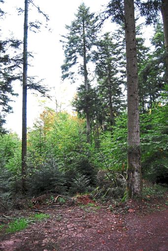 Der Wald der Zukunft? Laut  Forstbetriebsgemeinschaft Lahr-Seelbach  ist das der Mischwald. Im Gemeindewald Seelbach stehen    Laub- und Nadelbäume  nah beieinander. Foto: Schmidt